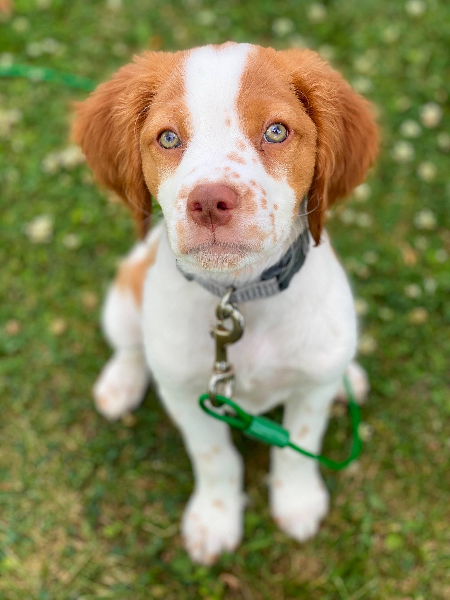 Axle is registered to the contest to win money with this photo: braque_saint_germain, brittany, canidae, carnivore, companion_dog, dog, dog_breed, drentse_patrijshond, french_spaniel, hunting_dog, king_charles_spaniel, mammal, pointing_breed, puppy, rare_breed_dog, setter, spaniel, sporting_group, vertebrate, welsh_springer_spaniel