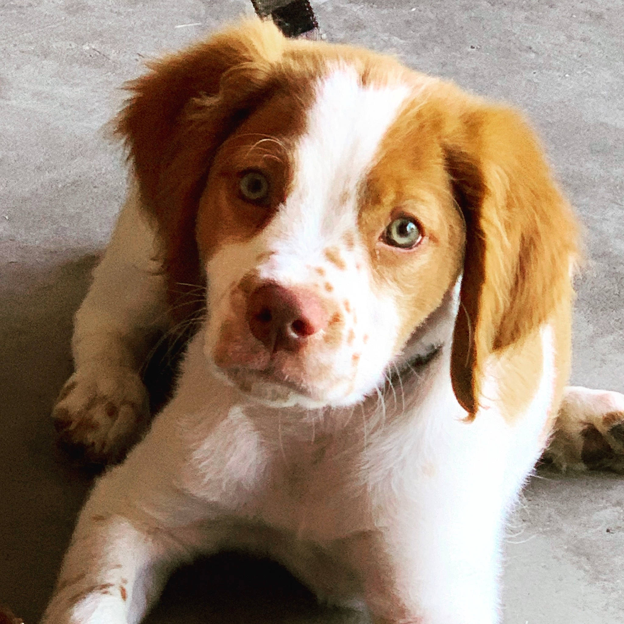 Axle joined the competition — help win amazing prizes! brittany, canidae, carnivore, companion_dog, dog, dog_breed, drentse_patrijshond, french_spaniel, irish_red_and_white_setter, kooikerhondje, liver, mammal, puppy, rare_breed_dog, setter, snout, spaniel, sporting_group, vertebrate, welsh_springer_spaniel