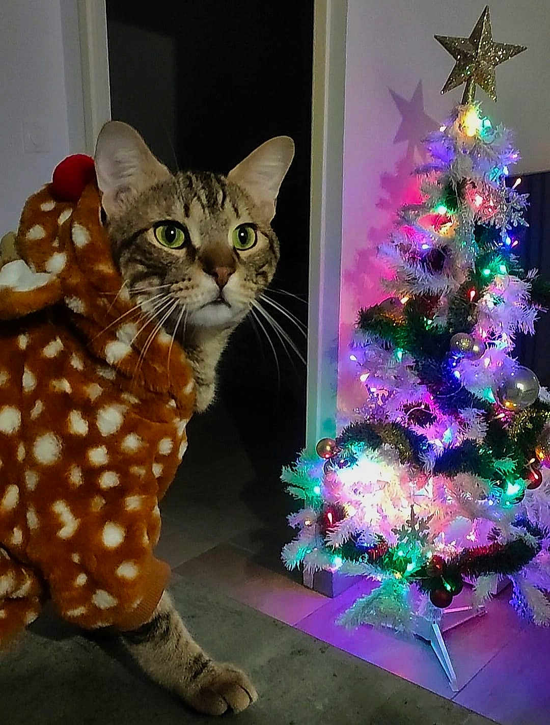 Nougat participe au concours pour gagner de l'argent avec cette photo : cat, tabby, hoodie, costume, christmas_tree, lights, ornaments, holiday, indoor, pet, curious, decorations, festive, glowing, shadow, floor, wall, greenery, star, celebration