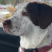 Bailey is registered to the contest to win money with this photo: dog, pet, white, brown, collar, car, window, looking_out, close_up, side_profile, animal, domestic_animal, fur, leash, outdoor, nature, trees, road, calm, portrait