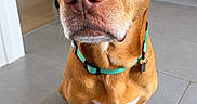 Chnougui participe au concours pour gagner de l'argent avec cette photo : animal, brown_dog, claws, close_up, collar, dog, floppy_ears, indoor, kitchen, paws, pet, photography, pink_nose, portrait, sitting, tile_floor, turquoise_collar, white_chest, wide_eyed, wood_cabinets