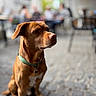 Chnougui participe au concours pour gagner de l'argent avec cette photo : animal, brown_dog, closeup, cobblestone, collar, dog, floppy_ears, green_collar, leash, looking_away, outdoor, pet, portrait, shallow_depth_of_field, short_hair, sitting, street, sunlight, urban, white_chest
