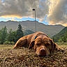 brown_dog, clouds, collar, dog, field, grass, lying_down, mountain_landscape, mountains, nature, outdoor, pet, portrait, rural, scenic, sky, sleeping, streetlamp, trees, valley