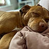 Chnougui participe au concours pour gagner de l'argent avec cette photo : bed, blanket, brown_fur, close_up, closed_eyes, cozy, cuddling, dog, dogs, indoors, muzzle, nose, pets, pillow, portrait, puppy, relaxed, sleeping, sleepy, snuggling