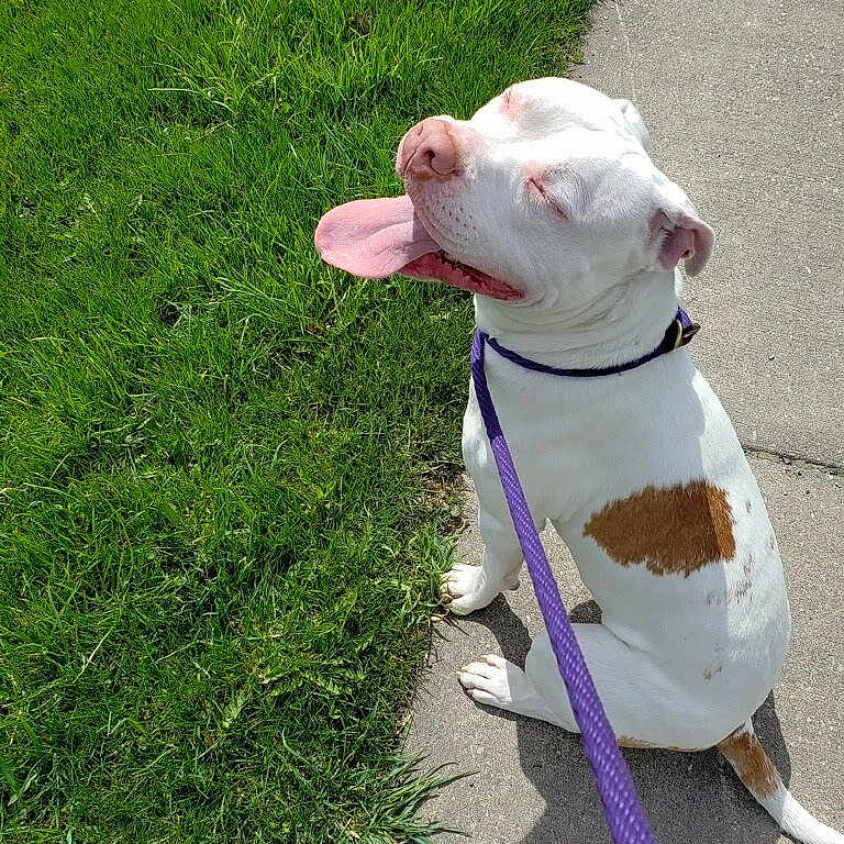 Cane is registered to the contest to win money with this photo: american_bulldog, american_pit_bull_terrier, american_staffordshire_terrier, australian_bulldog, canidae, carnivore, dog, dog_breed, dog_walking, dogo_guatemalteco, fawn, grass, green, leash, non_sporting_group, pit_bull, plant, puppy, tail, valley_bulldog