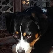 Sadie is registered to the contest to win money with this photo: dog, black, white, brown, resting, close_up, pine_needles, outdoor, calm, natural_light, animal, pet, portrait, metal_pattern, floor, laying_down, fur, ears, snout, quiet