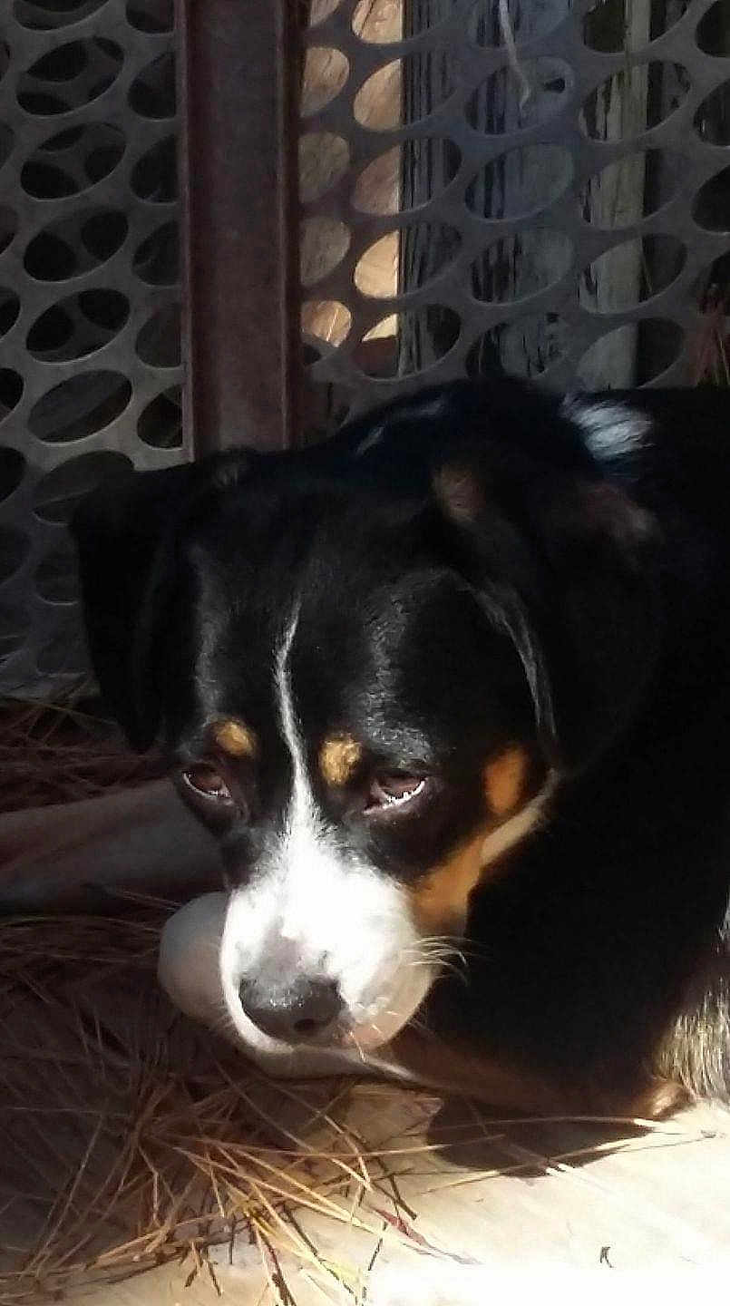 Sadie