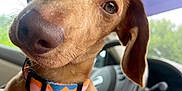 Dasher joined the competition — help win amazing prizes! animal, brown_dog, car_interior, casual, close_up, collar, cute, daylight, denim_shorts, dog, ears, human_leg, nose, outdoor_view, pet, seat, steering_wheel, travel, whiskers, window