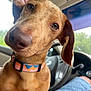 dog, pet, animal, collar, car_interior, close_up, brown_dog, cute, ears, nose, whiskers, seat, steering_wheel, window, daylight, casual, human_leg, denim_shorts, outdoor_view, travel