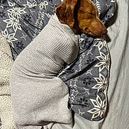 Dasher joined the competition — help win amazing prizes! dog, sleeping, blanket, bed, pillow, cozy, brown, ear, tail, pattern, snowflake, fabric, resting, cute, indoor, pet, warm, snug, comfortable, animal