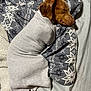 dog, sleeping, blanket, bed, pillow, cozy, brown, ear, tail, pattern, snowflake, fabric, resting, cute, indoor, pet, warm, snug, comfortable, animal