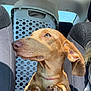 dog, dachshund, car, pet, animal, laundry_basket, interior, window, seat, claws, brown_dog, sunlight, looking, side_view, close_up, paw, seatbelt, travel, companion, road_trip