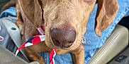 Dasher is registered to the contest to win money with this photo: dog, puppy, brown_dog, close_up, car_interior, person, hand, steering_wheel, seatbelt, jeans, ribbon, pet, animal, cute, lap, curious, ears, nose, paw, indoor