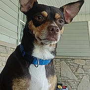 Bruno is registered to the contest to win money with this photo: dog, pet, collar, porch, stone_wall, storage_box, alert, brown, black, white, ears, closeup, animal, canine, sitting, outdoor, fur, portrait, house, background