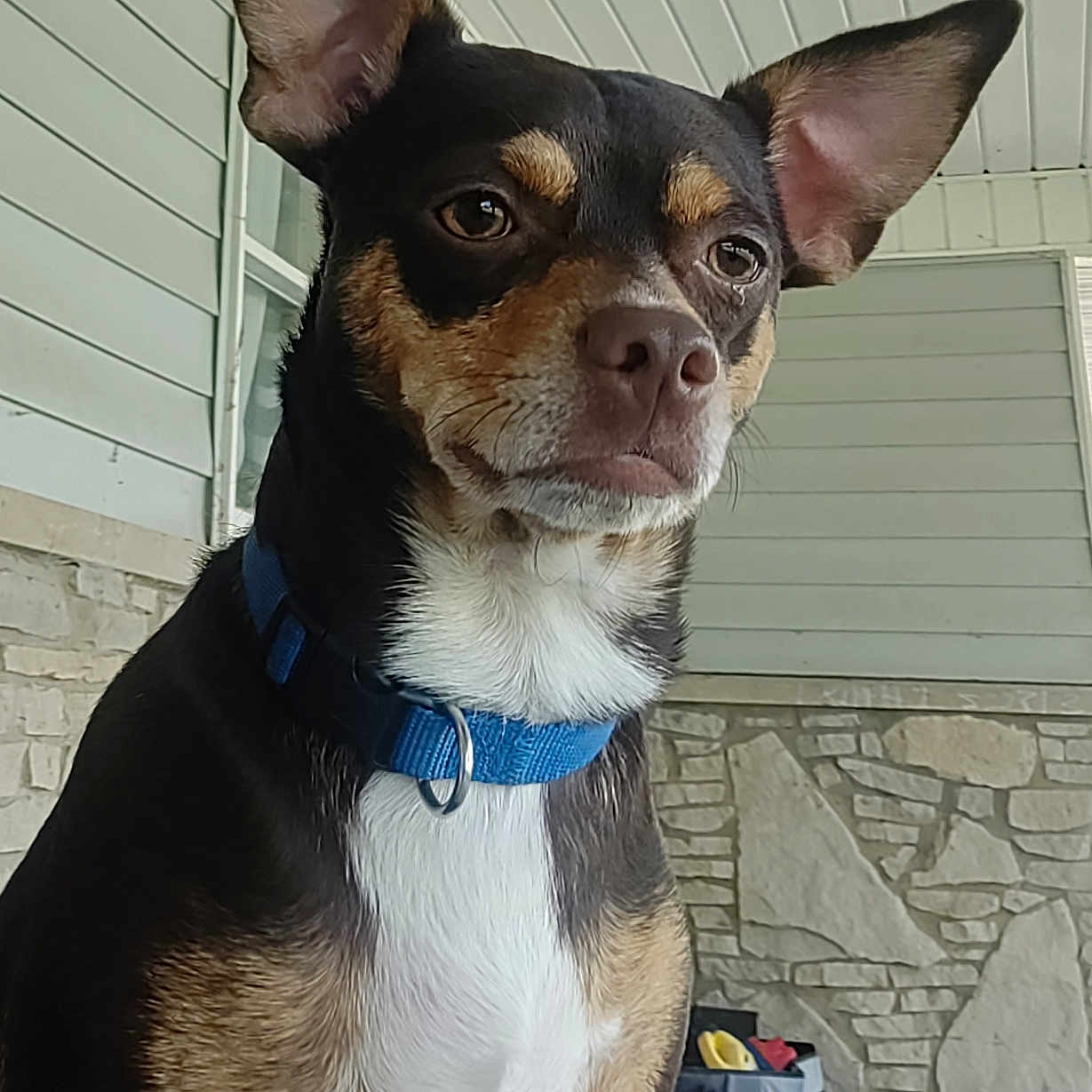 Bruno is registered to the contest to win money with this photo: alert, animal, background, black, brown, canine, closeup, collar, dog, ears, fur, house, outdoor, pet, porch, portrait, sitting, stone_wall, storage_box, white