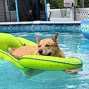 Cooper joined the competition — help win amazing prizes! animal, backyard, basketball_hoop, blue, daytime, dog, fence, floating, green, hand, inflatable_float, leisure, outdoor, pet, pool, recreation, relaxed, summer, trampoline, water