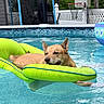 animal, backyard, basketball_hoop, blue, daytime, dog, fence, floating, green, hand, inflatable_float, leisure, outdoor, pet, pool, recreation, relaxed, summer, trampoline, water