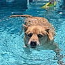 Cooper joined the competition — help win amazing prizes! animal, blue_eyes, boy, child, clear_water, dog, friendship, fun, leisure, outdoor, pet, playful, pool, recreation, summer, sunlight, swimming, water, wet_hair, yellow_shirt