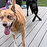 Cooper is registered to the contest to win money with this photo: animal, black_dog, blue_eyes, canine, daylight, deck, dog, garden, grass, happy, outdoor, pets, plants, playful, playing, potted_plant, summer, tan_dog, tongue_out, wooden_floor