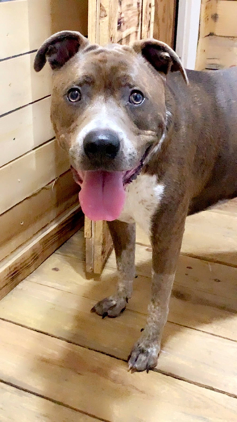 Diesel is registered to the contest to win money with this photo: canidae, carnivore, collar, companion_dog, dog, dog_breed, dog_collar, fawn, fur, liver, non_sporting_group, pet_supply, snout, sporting_group, terrestrial_animal, whiskers, wood, working_animal, working_dog