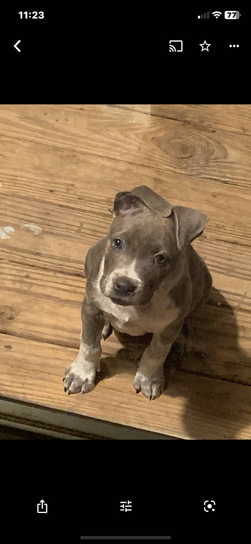 Diesel is registered to the contest to win money with this photo: carnivore, companion_dog, dog, dog_breed, dog_collar, floor, flooring, guard_dog, hardwood, liver, paw, plank, tail, terrestrial_animal, varnish, whiskers, wood, wood_flooring, wood_stain, working_animal