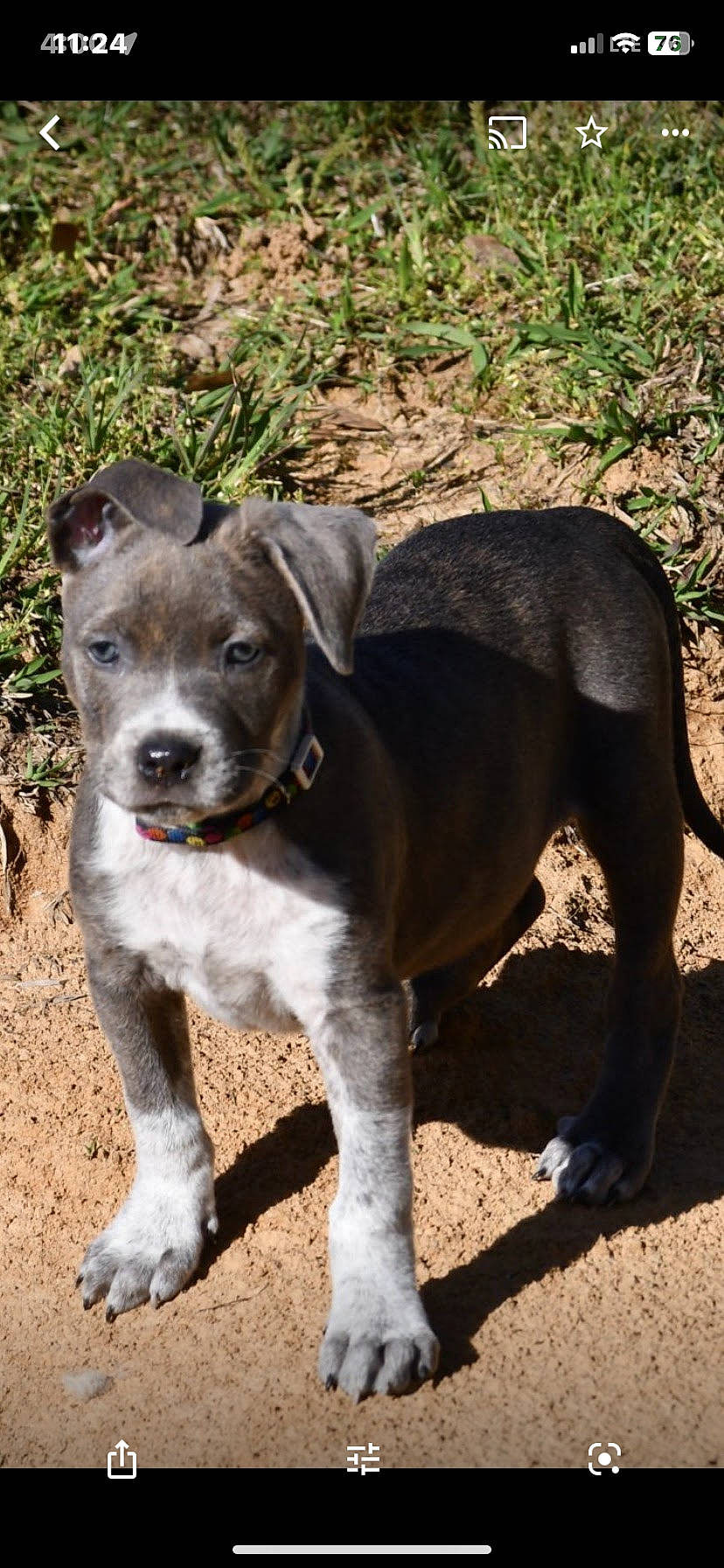 Diesel is registered to the contest to win money with this photo: carnivore, collar, companion_dog, dog, dog_breed, dog_collar, fawn, grass, hunting_dog, liver, paw, plant, snout, soil, sporting_group, tail, terrestrial_animal, whiskers, working_animal, working_dog