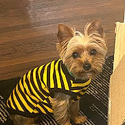 Zeek joined the competition — help win amazing prizes! animal, black, blanket, brown_fur, bumblebee_costume, carpet, costume, cute, dog, floppy_ears, fur, indoors, pet, portrait, sitting, small_dog, striped_outfit, wooden_wall, yellow, yorkshire_terrier