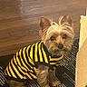 animal, black, blanket, brown_fur, bumblebee_costume, carpet, costume, cute, dog, floppy_ears, fur, indoors, pet, portrait, sitting, small_dog, striped_outfit, wooden_wall, yellow, yorkshire_terrier
