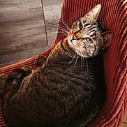 Junior a rejoint le concours — aidez-le/la à gagner de superbes lots ! cat, tabby, chair, indoor, furniture, kitchen, oven, sunlight, relaxed, pet, animal, cozy, texture, striped, whiskers, ears, floor, tile, home, domestic