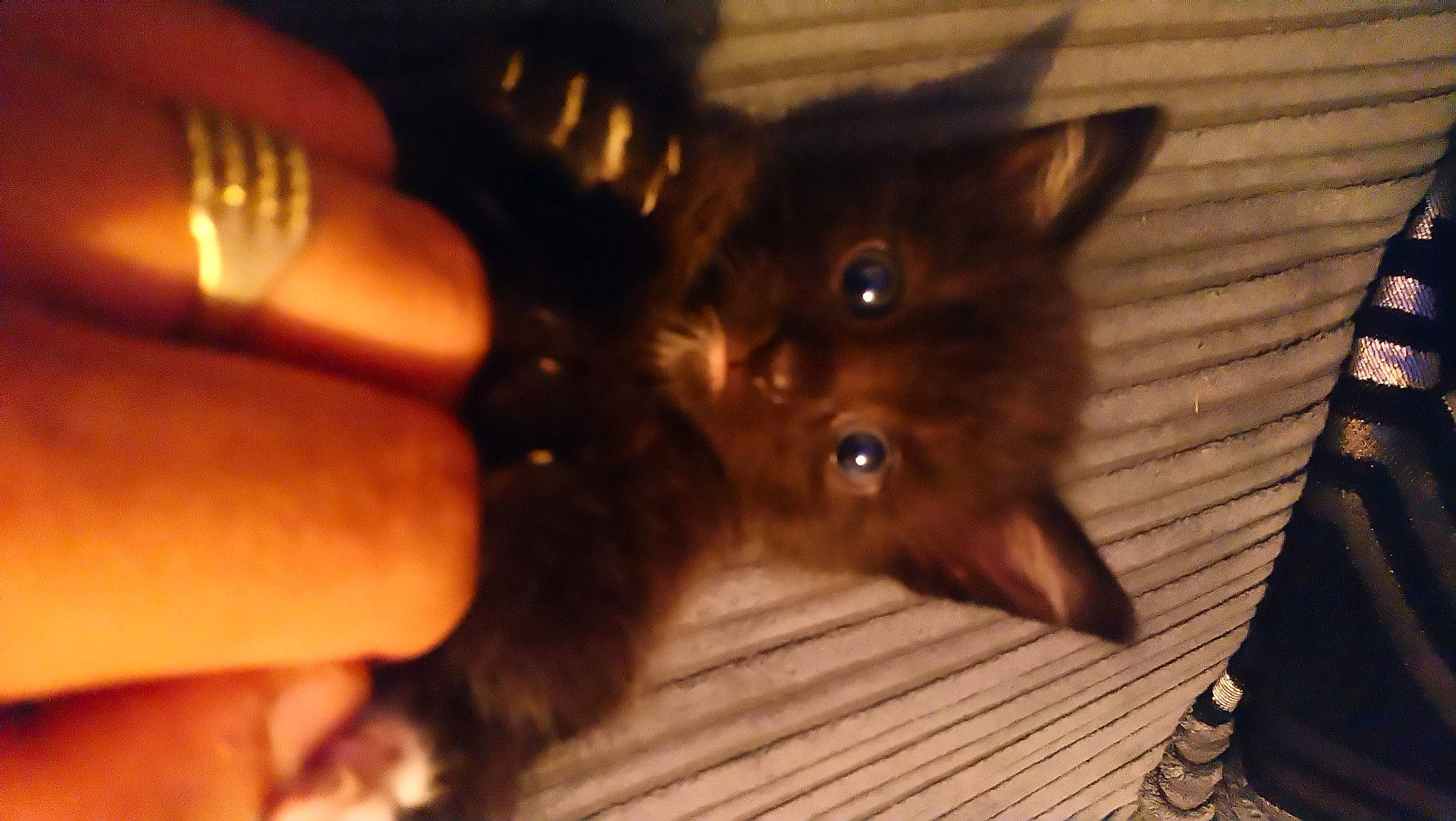 Macho is registered to the contest to win money with this photo: black_cat, carnivore, cat, felidae, kitten, small_to_medium_sized_cats, whiskers