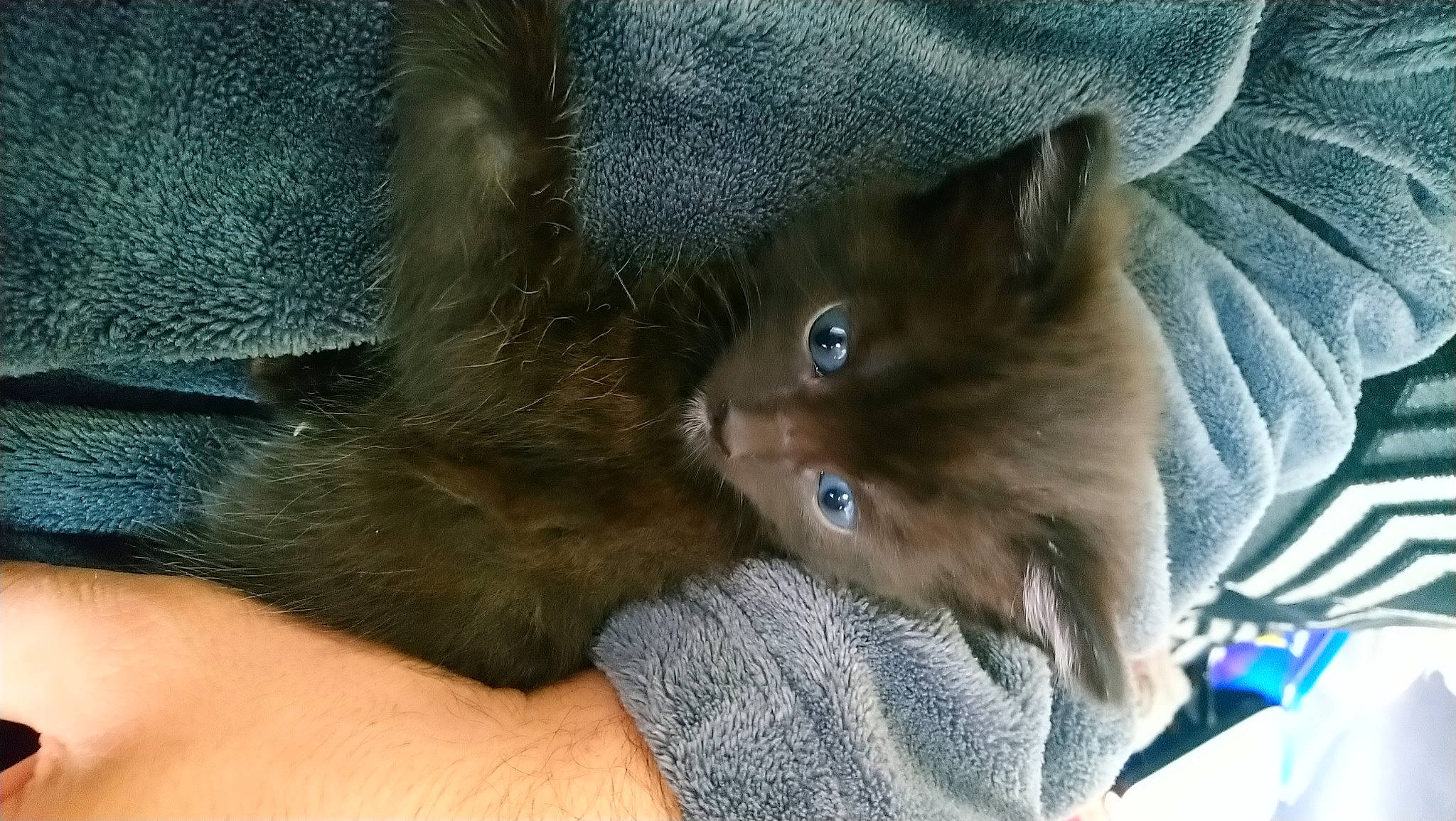 Macho is registered to the contest to win money with this photo: carnivore, cat, felidae, iris, kitten, korat, mammal, nebelung, russian_blue, small_to_medium_sized_cats, vertebrate, whiskers