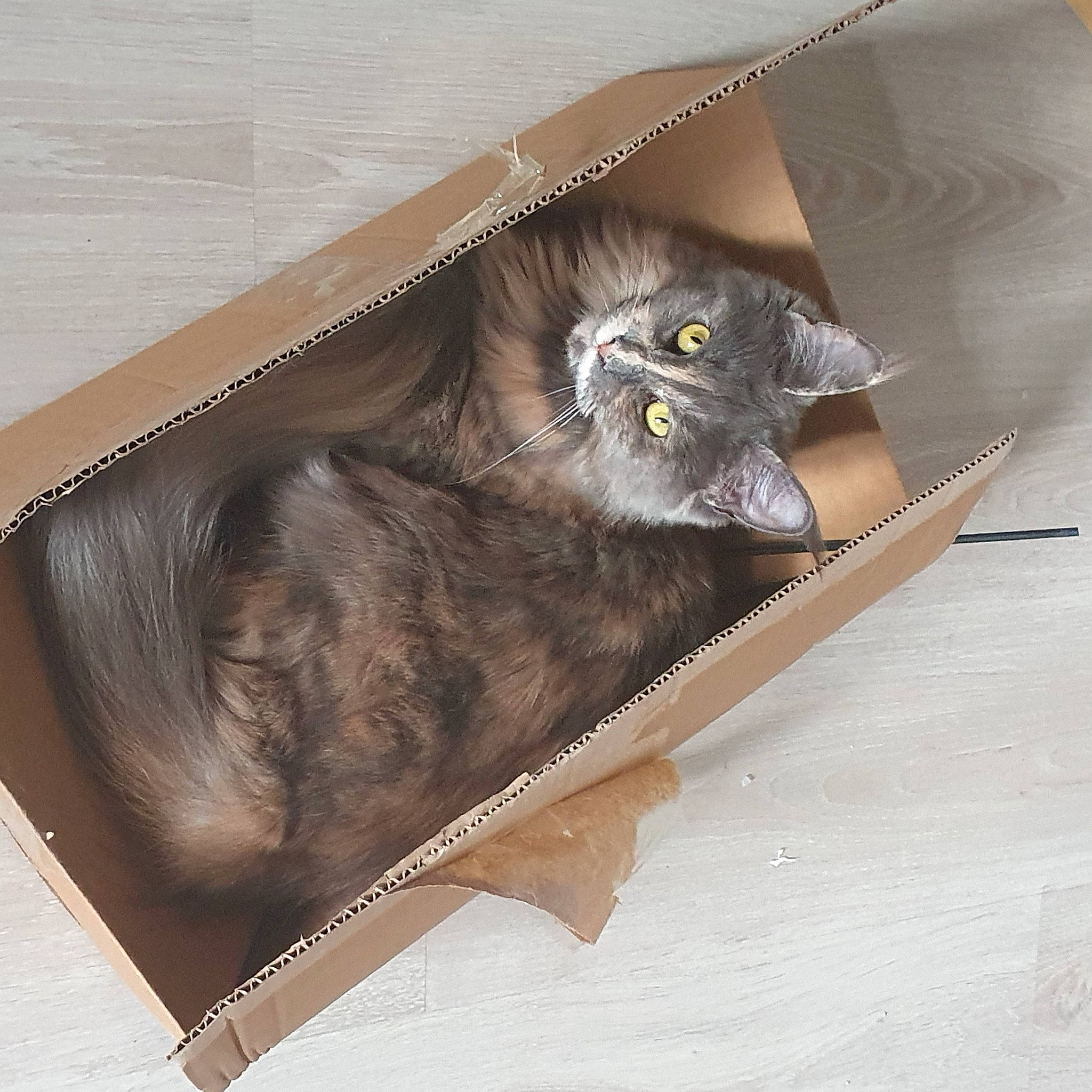 Tempête participe au concours pour gagner de l'argent avec cette photo : bird_of_prey, box, brown, cardboard, carnivore, cat, domestic_short_haired_cat, felidae, fur, grey, illustration, packaging_and_labeling, paper_product, rectangle, small_to_medium_sized_cats, snout, tail, terrestrial_animal, whiskers, wood