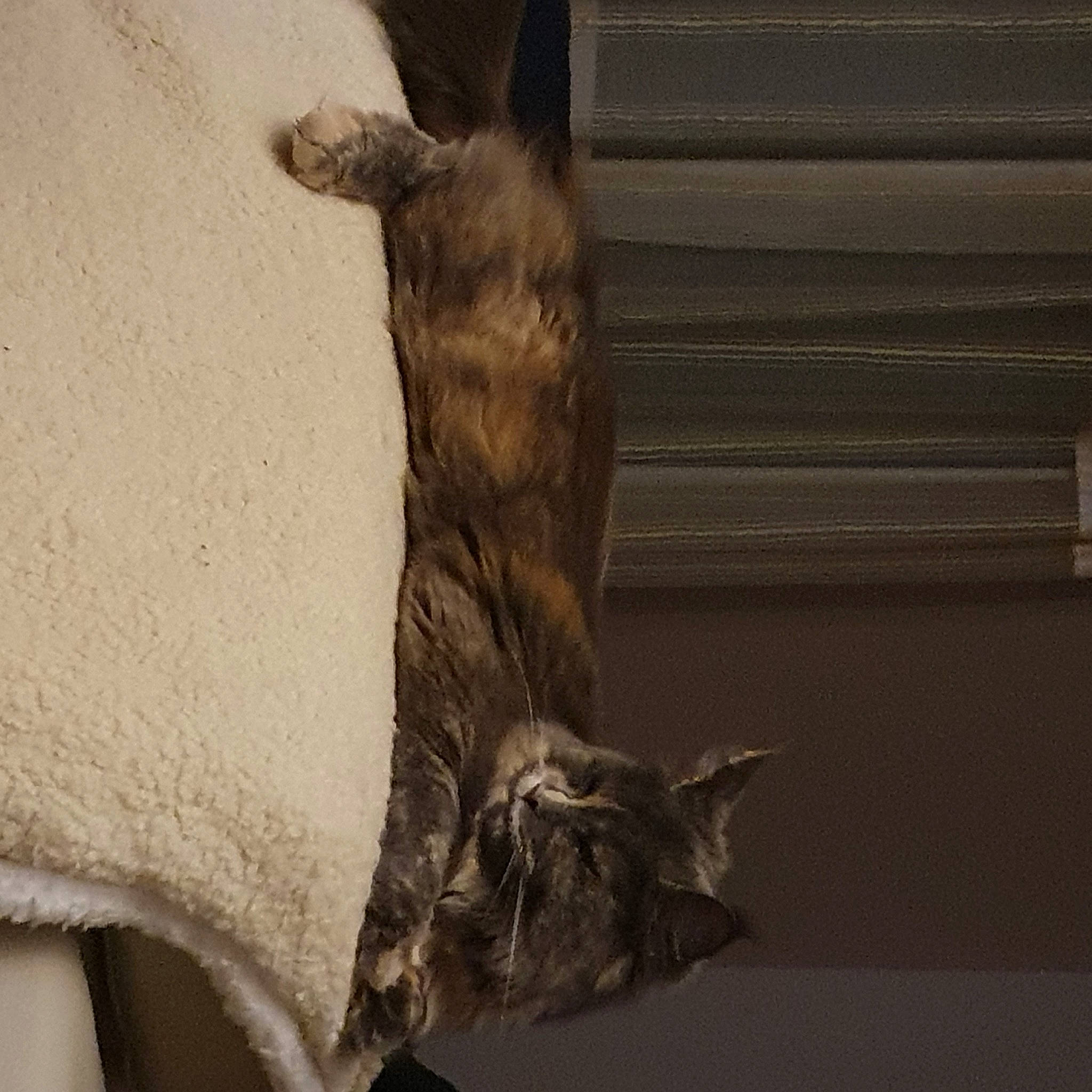 Tempête a rejoint le concours — aidez-le/la à gagner de superbes lots ! carnivore, cat, claw, comfort, darkness, domestic_short_haired_cat, felidae, fur, grey, human_leg, linens, monochrome, paw, small_to_medium_sized_cats, snout, tail, whiskers, wildlife, window, wood