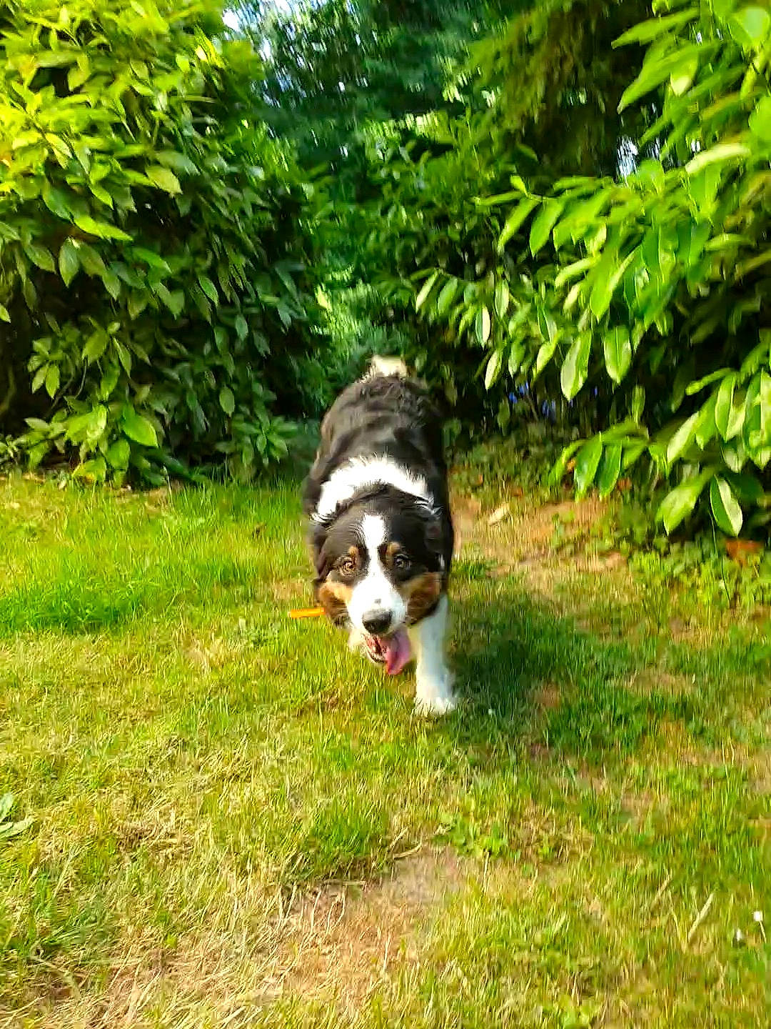 Pachamama a rejoint le concours — aidez-le/la à gagner de superbes lots ! canidae, carnivore, companion_dog, dog, dog_breed, grass, groundcover, herding_dog, lawn, plant, shrub, sporting_group, tail, terrestrial_animal, terrestrial_plant, tree, working_animal, working_dog, yard