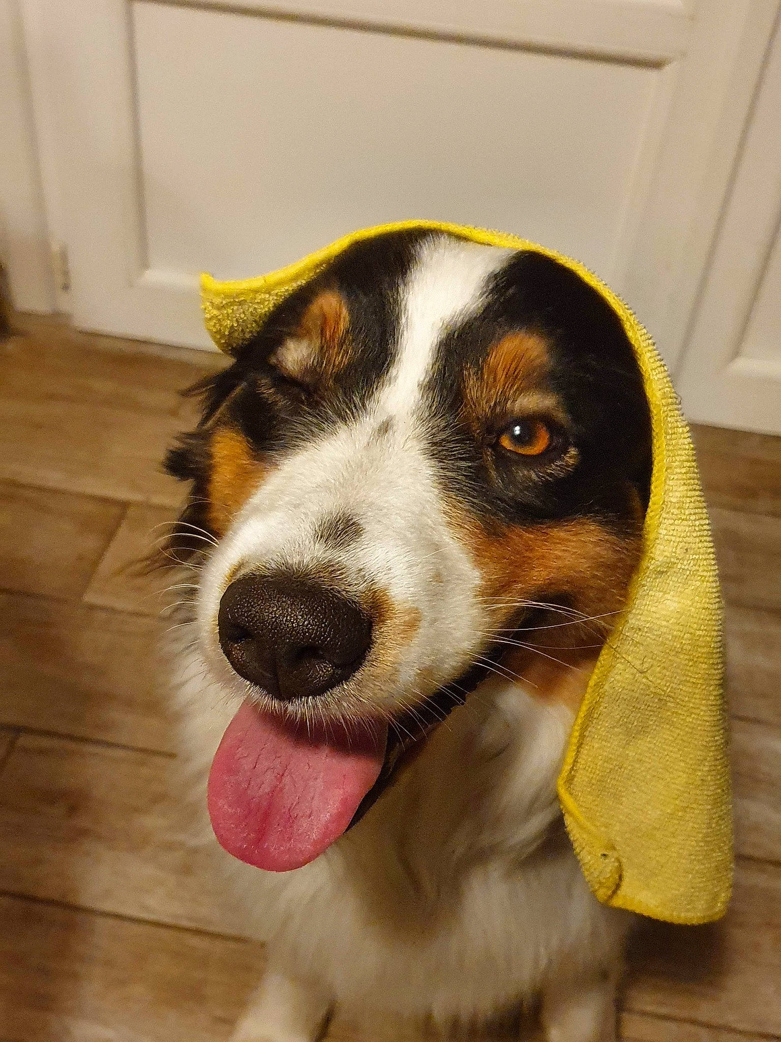 Pachamama a rejoint le concours — aidez-le/la à gagner de superbes lots ! canidae, carnivore, collar, companion_dog, dog, dog_breed, flooring, fur, hardwood, snout, sporting_group, terrestrial_animal, whiskers, wood, working_animal, working_dog