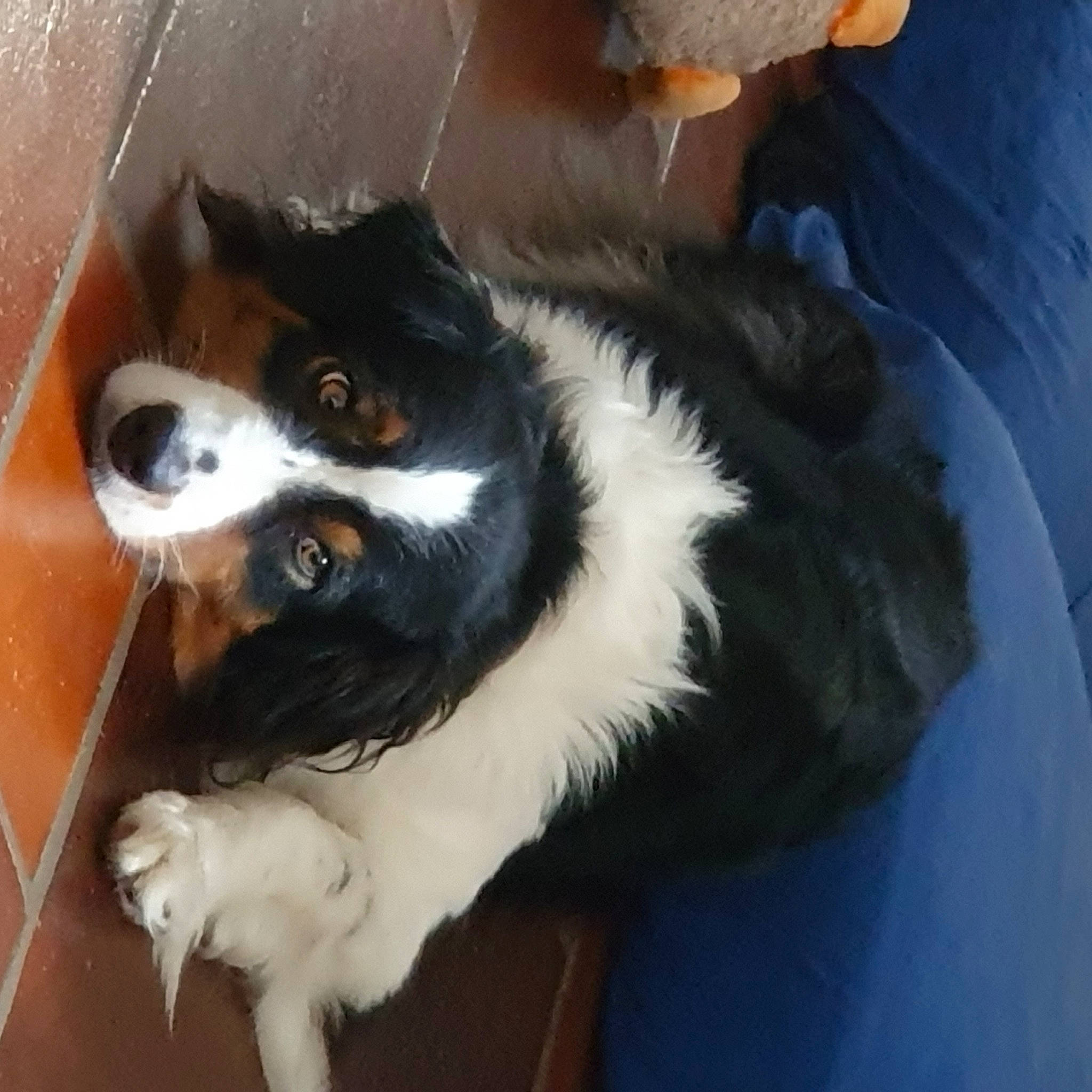 Pachamama participe au concours pour gagner de l'argent avec cette photo : bernese_mountain_dog, carnivore, claw, companion_dog, dog, dog_breed, felidae, foot, fur, herding_dog, paw, snout, sporting_group, tail, whiskers, working_animal, working_dog