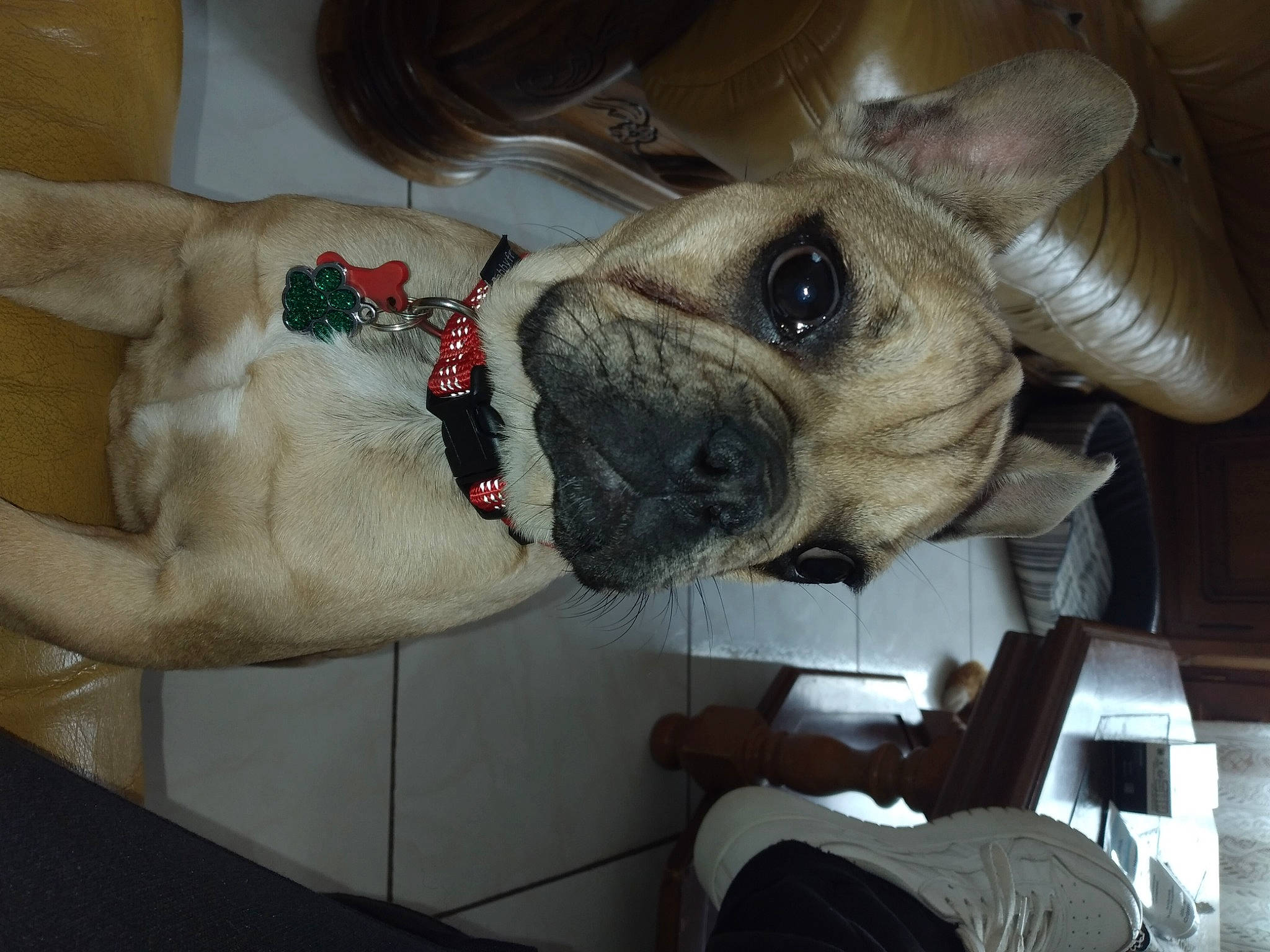 Uxxy participe au concours pour gagner de l'argent avec cette photo : canidae, carnivore, collar, companion_dog, dog, dog_breed, dog_collar, dog_supply, ear, fawn, fur, giant_dog_breed, leash, non_sporting_group, snout, sporting_group, toy_dog, whiskers, working_animal, wrinkle