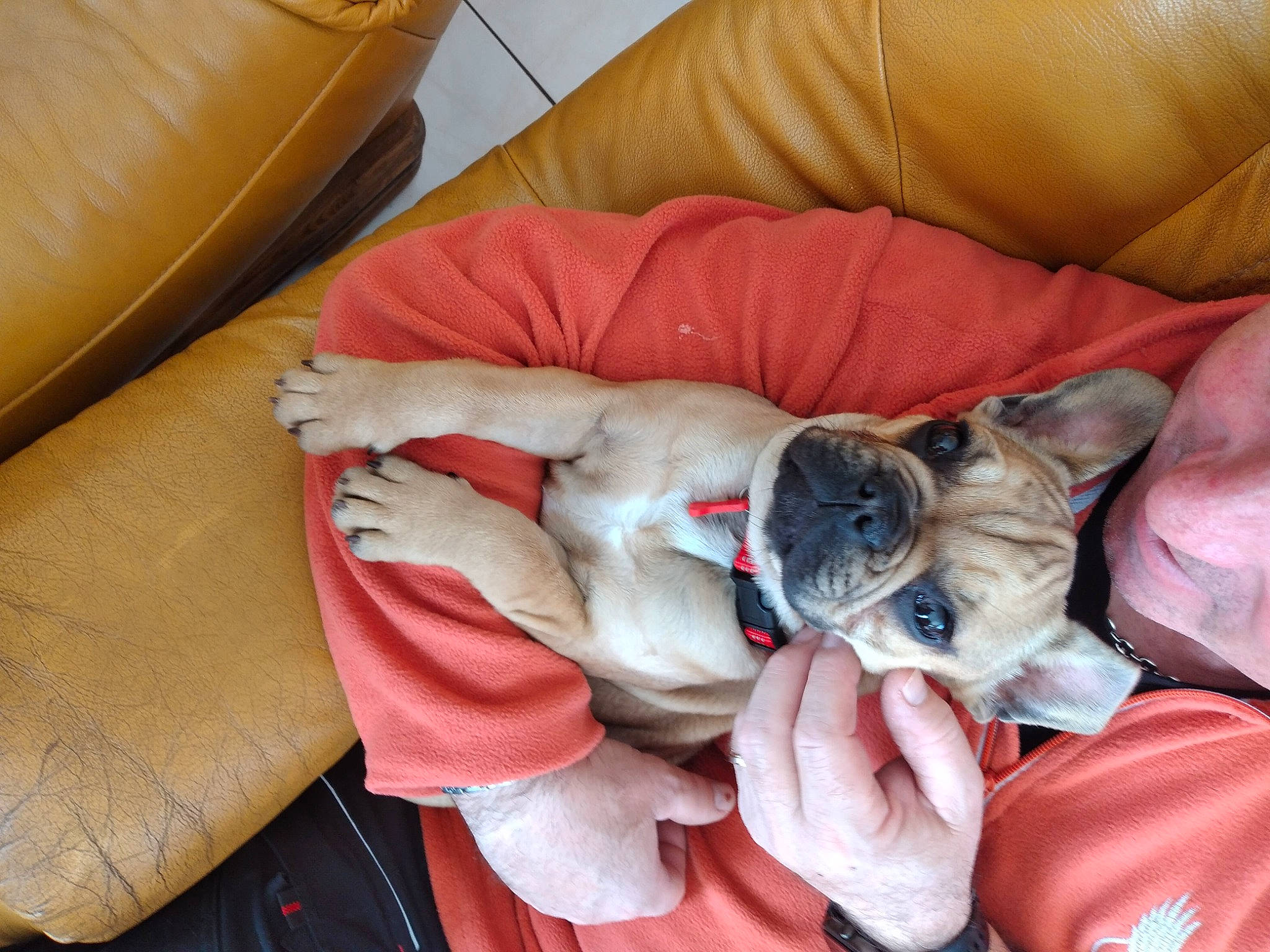 Uxxy participe au concours pour gagner de l'argent avec cette photo : canidae, carnivore, comfort, companion_dog, couch, dog, dog_breed, dog_supply, fawn, felidae, linens, paw, pug, puppy_love, small_to_medium_sized_cats, snout, sporting_group, toy_dog, working_animal, wrinkle