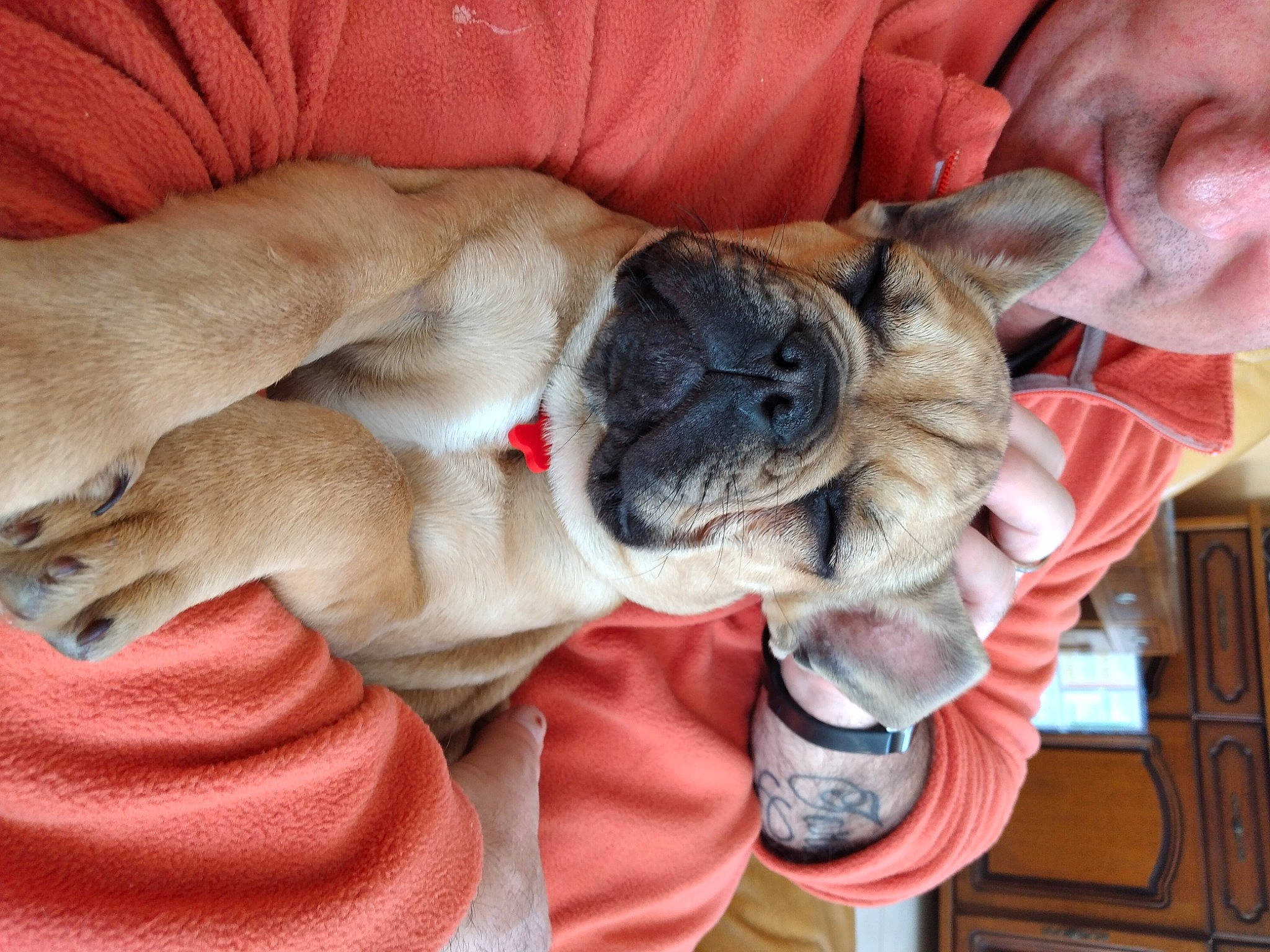 Uxxy participe au concours pour gagner de l'argent avec cette photo : canidae, carnivore, collar, comfort, companion_dog, dog, dog_breed, ear, fawn, fur, nap, non_sporting_group, paw, puppy_love, snout, sporting_group, toy_dog, whiskers, working_animal, wrinkle