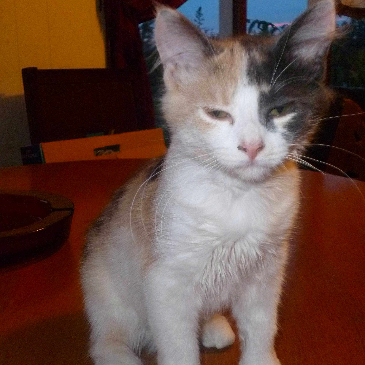 Mila Puss Puss is registered to the contest to win money with this photo: