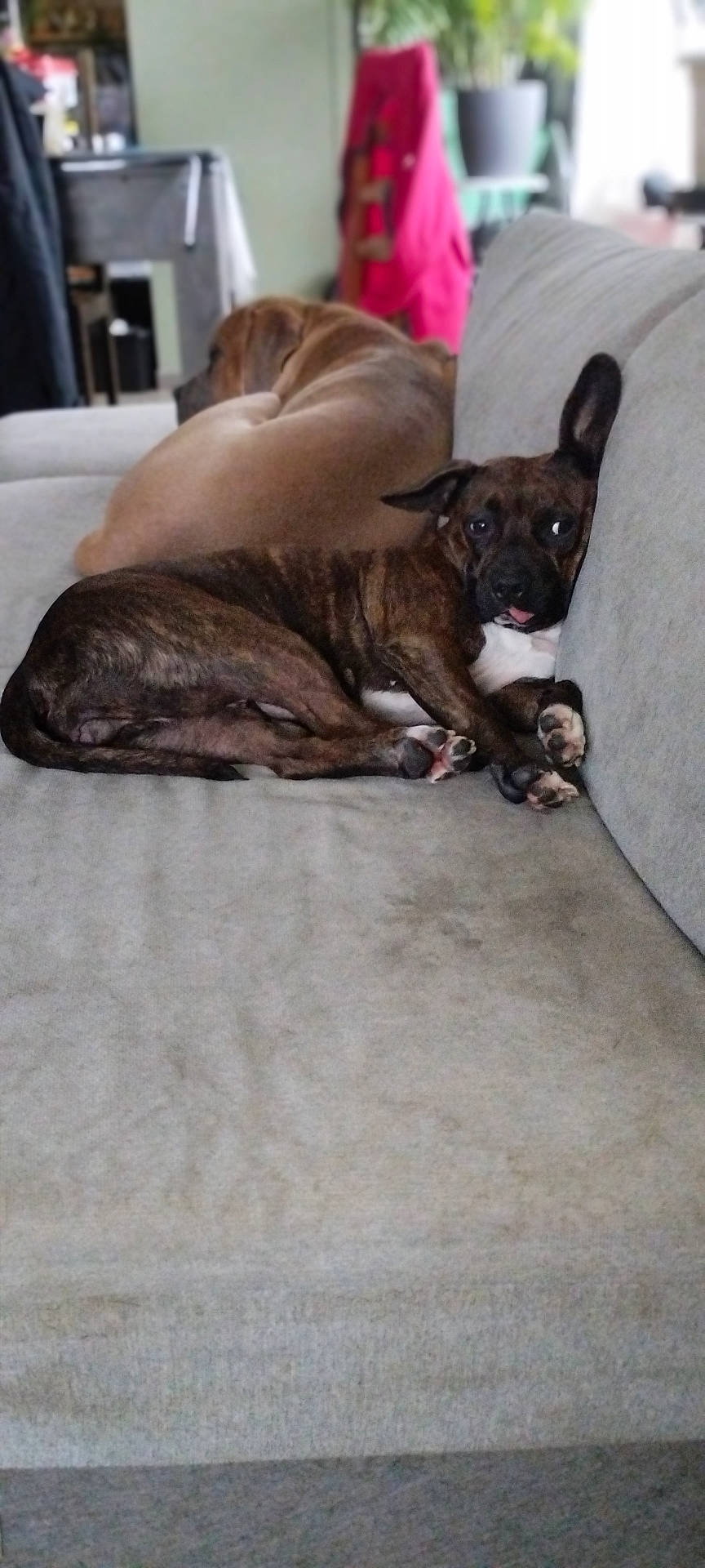 Gaïa a rejoint le concours — aidez-le/la à gagner de superbes lots ! animal, architecture, bostonbull, boxer, building, bulldog, canine, couch, cushion, dog, frenchbulldog, furniture, homedecor, indoors, interiordesign, livingroom, pet, pitbull, puppy, room