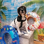 Léo participe au concours pour gagner de l'argent avec cette photo : dog, hat, harness, inflatable_ring, swim_ring, beach_backdrop, palm_tree, pineapple, tropical, indoor, pet, animal, summer, decor, cute, portrait, sitting, colorful, playful, toy