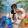 dog, hat, harness, inflatable_ring, swim_ring, beach_backdrop, palm_tree, pineapple, tropical, indoor, pet, animal, summer, decor, cute, portrait, sitting, colorful, playful, toy