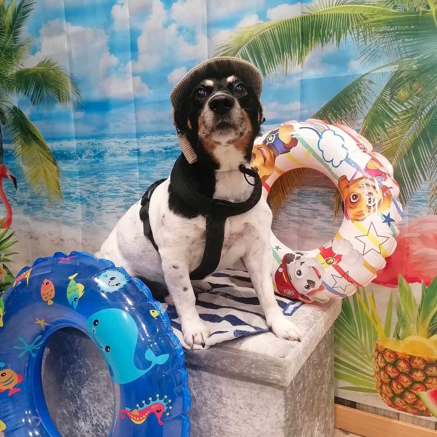 Léo participe au concours pour gagner de l'argent avec cette photo : animal, beach_backdrop, colorful, cute, decor, dog, harness, hat, indoor, inflatable_ring, palm_tree, pet, pineapple, playful, portrait, sitting, summer, swim_ring, toy, tropical
