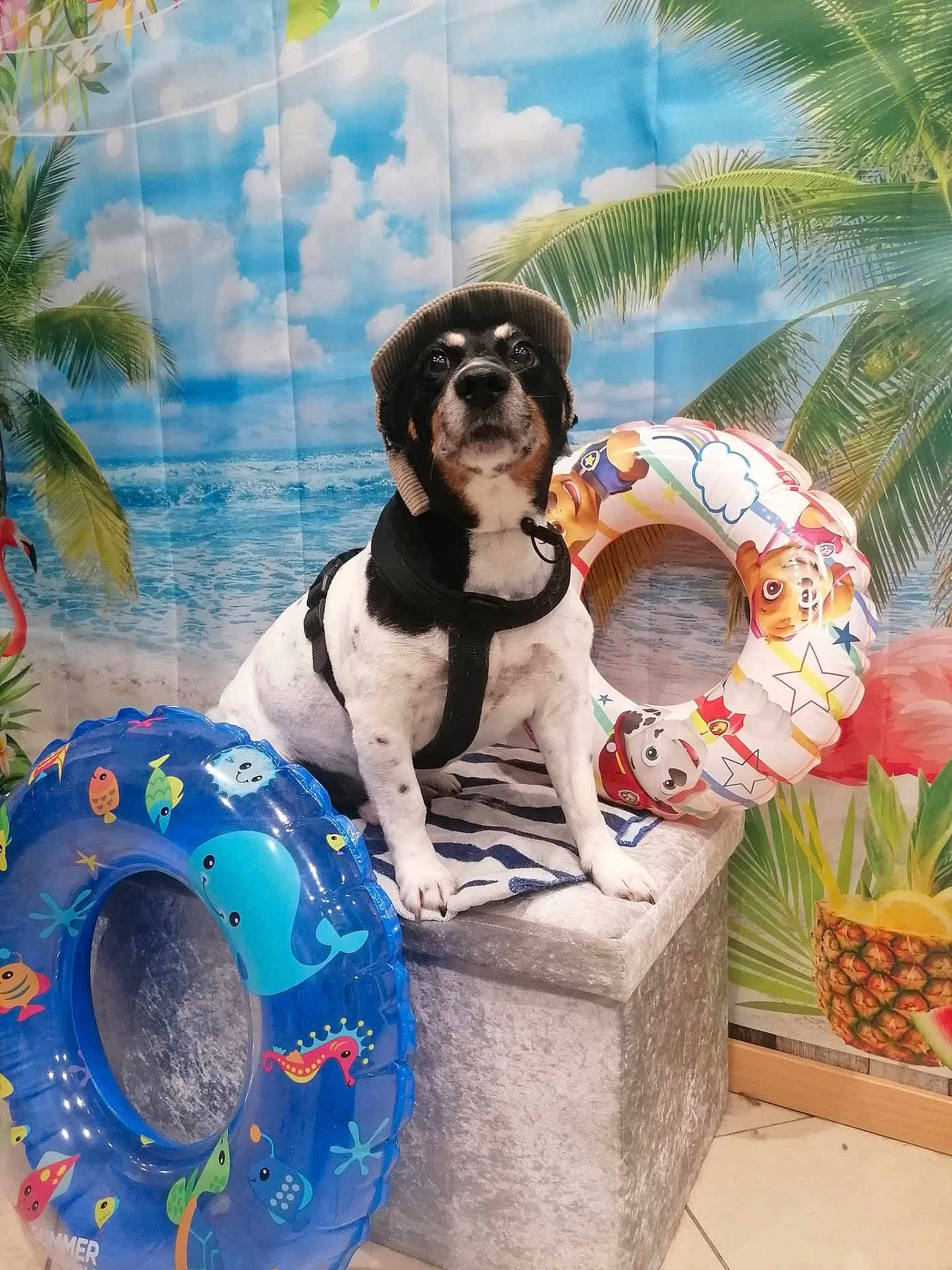 Léo participe au concours pour gagner de l'argent avec cette photo : dog, hat, harness, inflatable_ring, swim_ring, beach_backdrop, palm_tree, pineapple, tropical, indoor, pet, animal, summer, decor, cute, portrait, sitting, colorful, playful, toy