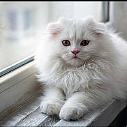 Milo is registered to the contest to win money with this photo: animal, cat, closeup, curious, cute, domestic, ears, feline, fluffy, fur, indoor, kitten, pet, portrait, resting, soft_light, white_fur, window, windowsill, young