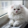animal, cat, closeup, curious, cute, domestic, ears, feline, fluffy, fur, indoor, kitten, pet, portrait, resting, soft_light, white_fur, window, windowsill, young
