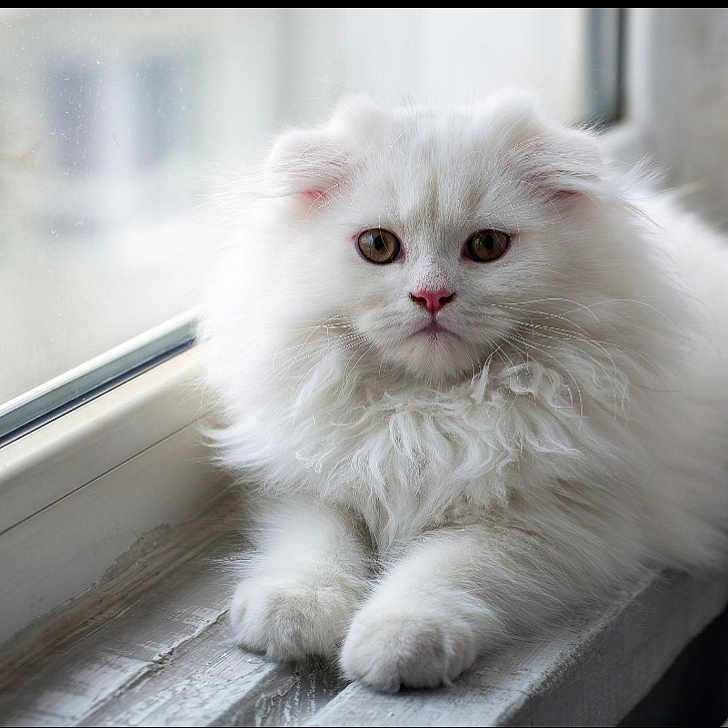 Milo