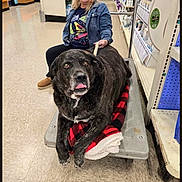 Teddy is registered to the contest to win money with this photo: aisle, animal, blanket, cart, casual, clothing, companion, dog, floor, happy, indoor, leash, pet, product, resting, shelf, sitting, smile, store, woman