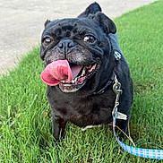 Ellie is registered to the contest to win money with this photo: dog, pug, black_dog, tongue_out, grass, leash, pet, outdoor, happy, canine, animal, close_up, smiling, daylight, nature, playful, friendly, mammal, walking, cute